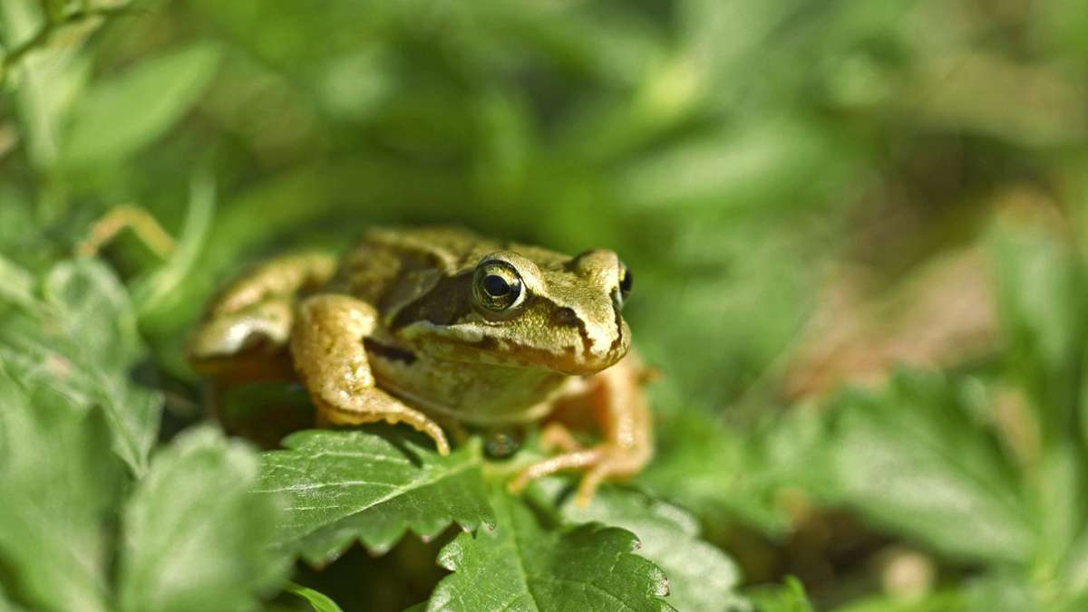 Artensterben auf den Fildern: Kröte und Frosch haben es schwer
