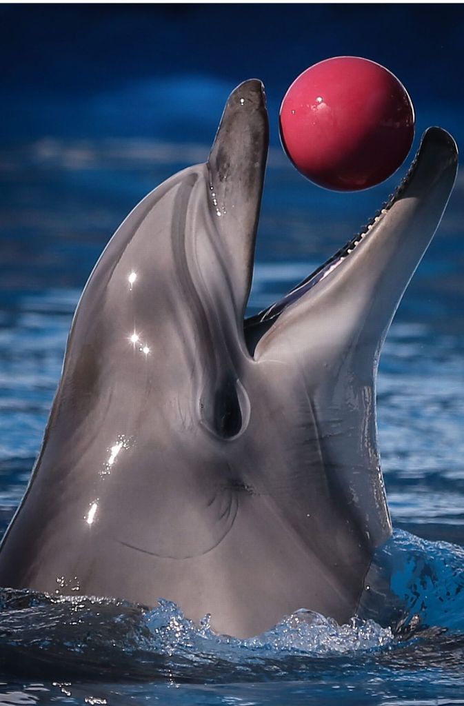 Delfine verstehen Gestensprachen und können beigebrachte Kunststücke aufführen. Sind sie deshalb schlau?