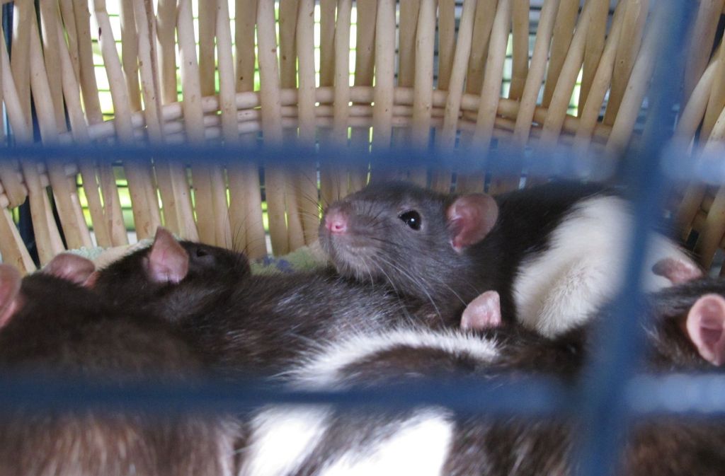 Diese Ratten sind im Tierheim geboren worden. Denn ein Tier war trächtig und hat gleich 15 Junge bekommen.