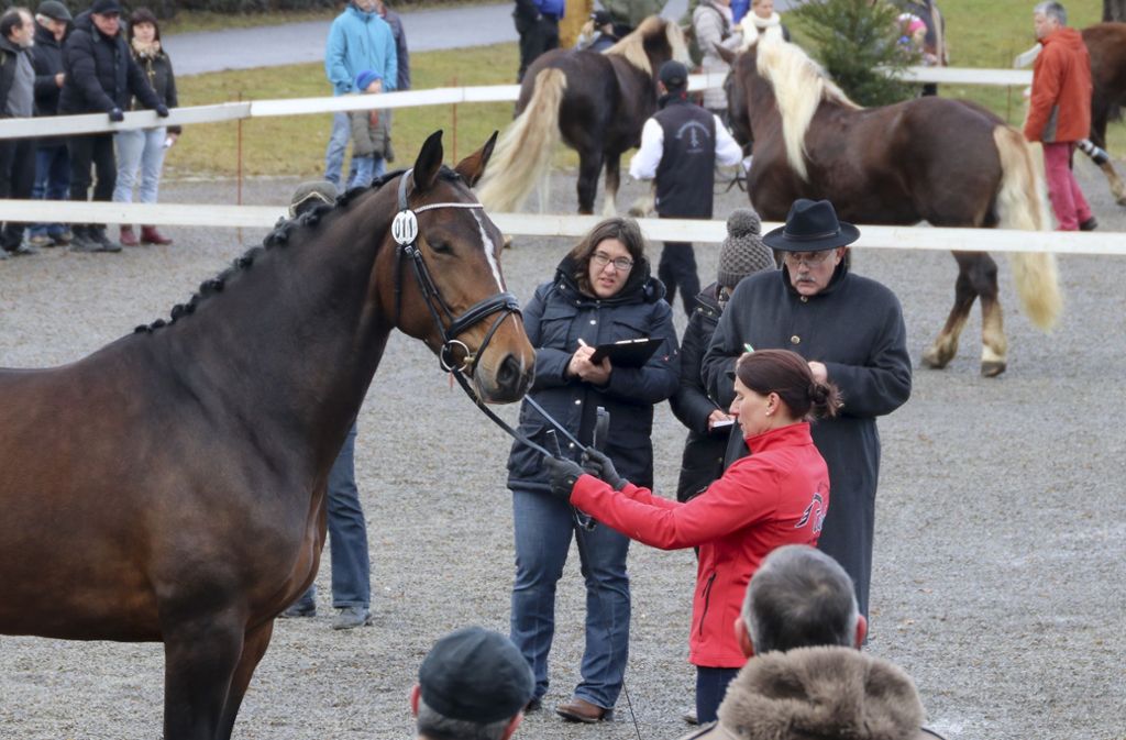 120 Zuchtstuten wurden beim traditionellen Pferdemarkt von den Richtern begutachtet.