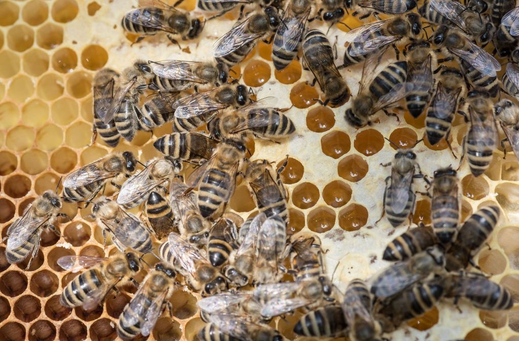 Die sogenannte Schwarmintelligenz von Bienen basiert auf der Summe der Verhaltensweisen, genetischen Dispositionen und erlernten Fähigkeiten jedes Individuums innerhalb des Volkes. Als Einzelwesen wären Bienen nicht überlebensfähig.