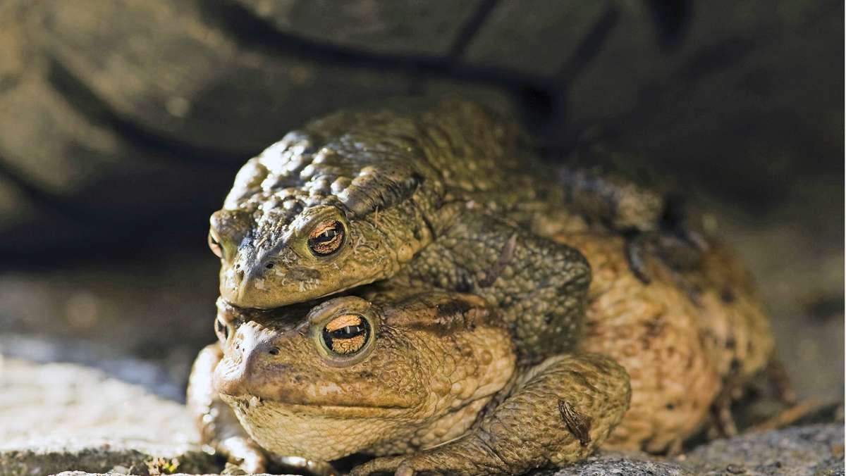Krötenwanderung im Kreis Böblingen: Amphibienschranke  bringt Autofahrer gegen Tierschützer auf