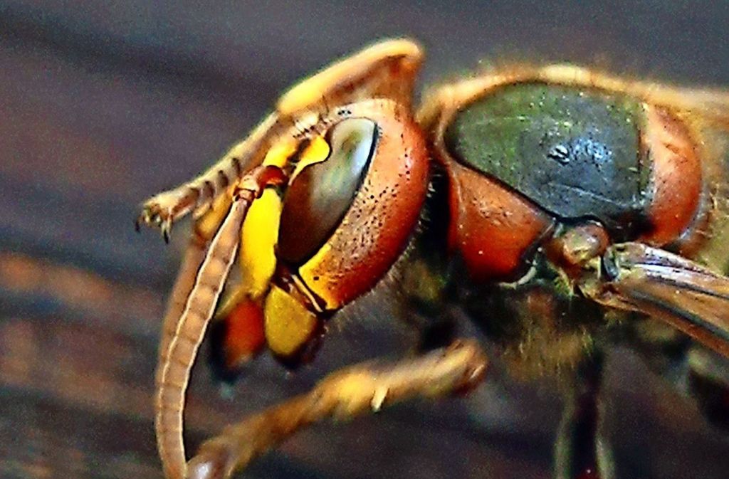 Hornissen flößen schon allein aufgrund ihrer imposanten Größe Angst ein. Sie sind aber weniger angriffslustig als Bienen und Wespen.