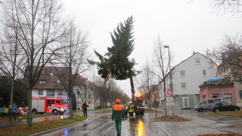 Weihnachtsbaum in Stuttgart-Weilimdorf: Ein Tannenbaum schwebt  über der  Solitudestraße