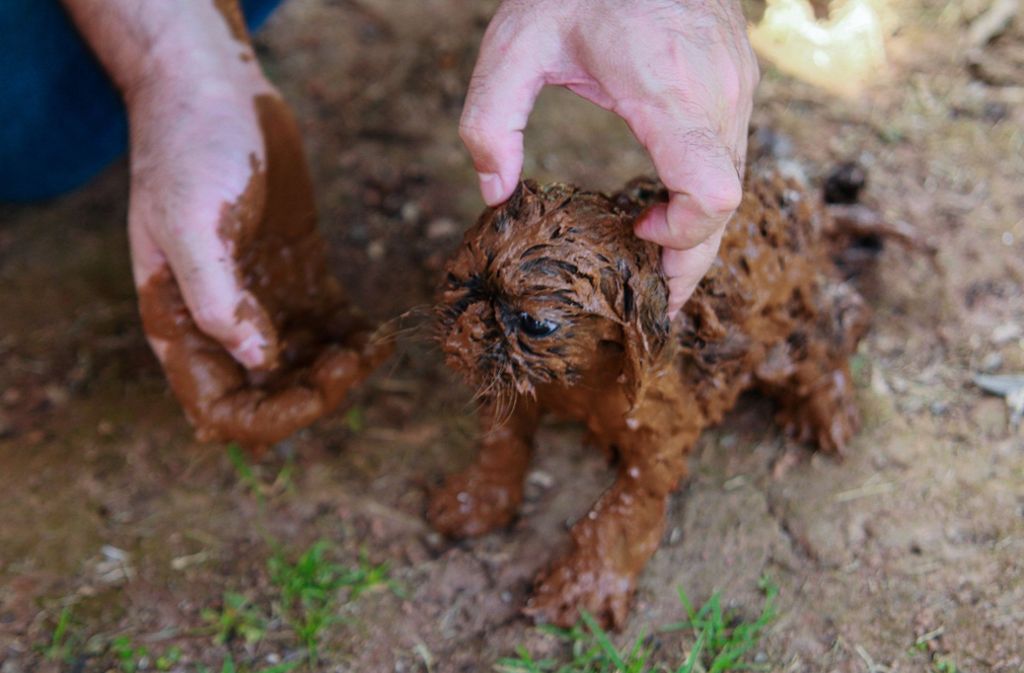 Ein Hundewelpe ist mit Schlamm bedeckt nach dem Bruch eines Staudamms an der Feijão Eisenerzmine.