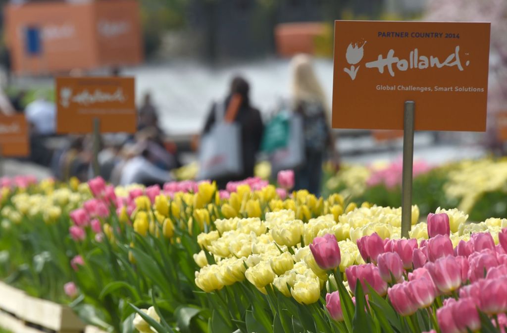 Wer bitteschön denkt an Tulpen? Ob aus Amsterdam oder Rotterdam oder Den Haag oder Groningen. Zugegeben, die Niederlande ist der größte Schnittblumenexporteur der Welt, Deutschland der größte Schnittblumenimporteur des Planeten. 30 Prozent der Schnittblumen, die in Holland wachsen, werden über die Grenze zu uns geschickt. Gut, es gibt auch Menschen, die denken beim Wort Tulpen an ein Bierglas ...