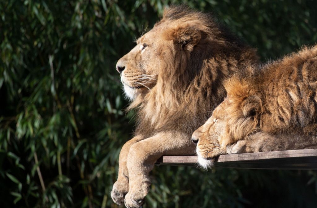 Zwei Asiatische Löwen liegen im Zoologisch-Botanischen Garten Wilhelma in der Sonne.