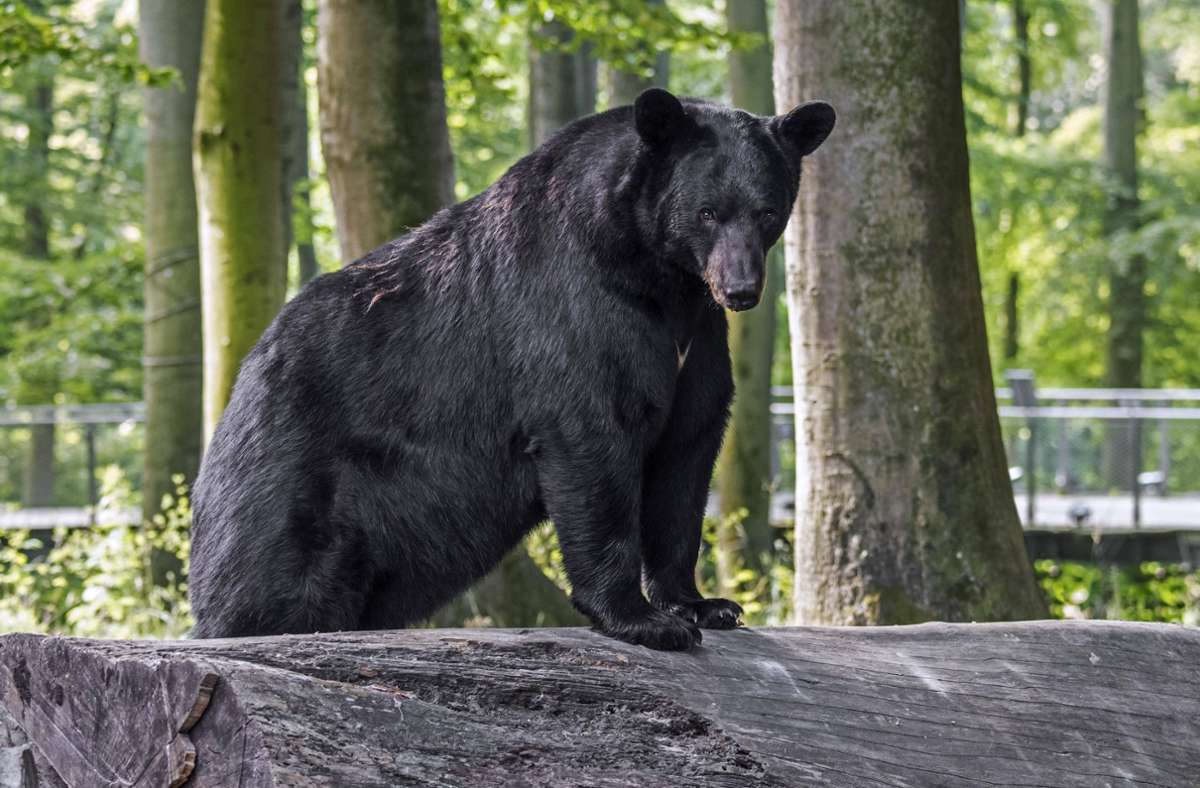 Ein Schwarzbär geht viral (Symbolbild). Foto: IMAGO/imagebroker/IMAGO/imageBROKER/alimdi / Arterra