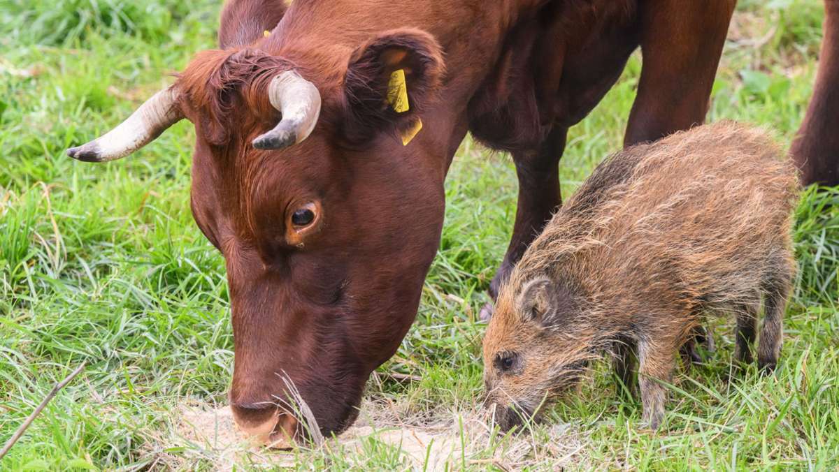 Biohof in Niedersachsen: Kuhherde zieht junges Wildschwein „Frieda“  auf