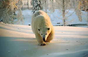 Eisbär Wilbär sucht eine neue Heimat