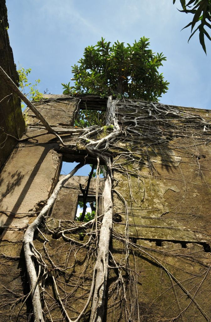 Heute wird die Ruine einzig zusammengehalten von einem Ficus.