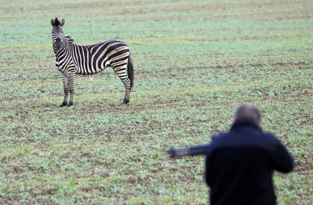 Die Flucht des Zebras Pumba wurde schließlich in Liepen von einem Mitarbeiter der Tierrettung mit zwei Schüssen beendet.