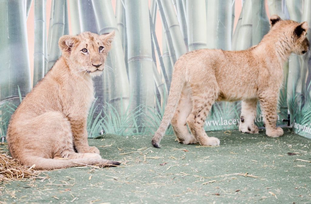 Mit gerade einmal vier Monaten ist die Welt für die zwei kleinen Löwen noch neu und aufregend.