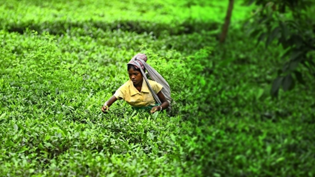  Die 200 Millionen Menschen, die gegenwärtig als Pflücker auf Teeplantagen arbeiten, sind „chronisch unterernährt“. Zu diesem Ergebnis kommt das Hilfswerk Misereor in einer Studie anlässlich des Welternährungstags am Donnerstag. 