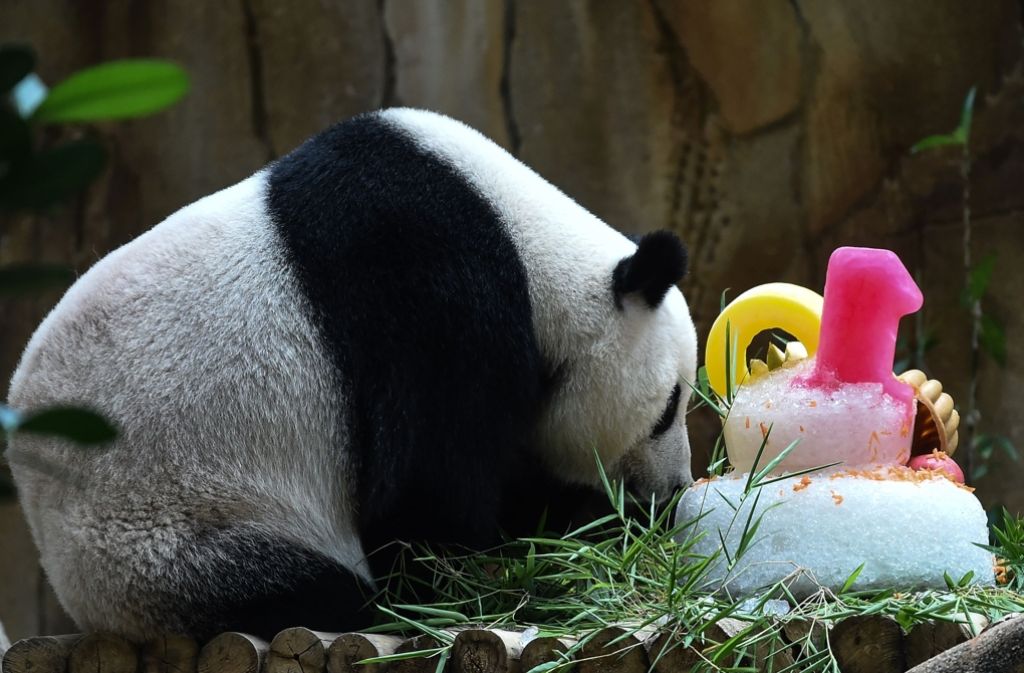 Der zehnte Geburtstag der Panda-Dame wird mit einer Eistorte versüßt.