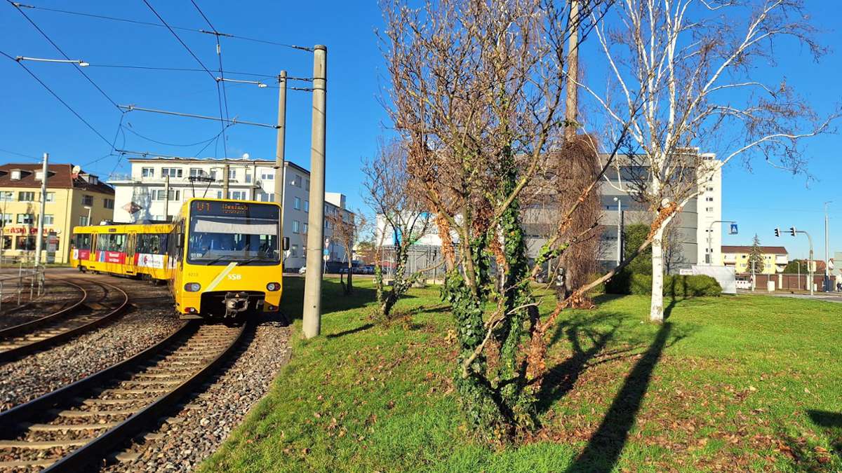 Grünstrategie in Fellbach: Eine Verkehrsinsel wird zur Öko-Vorzeigefläche