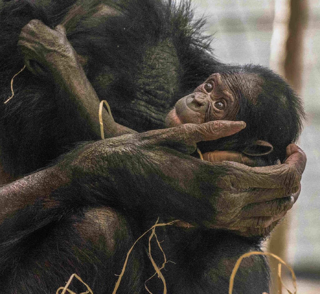 Das süße Bonobo-Baby Nila aus der Wilhelma Stuttgart.