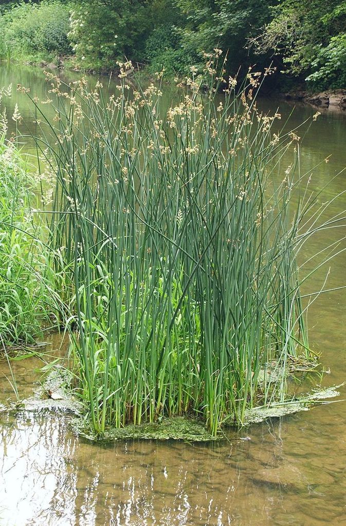 Die Gewöhnliche Teichbinse (Schoenoplectus lacustris) ist eine Pflanzenart innerhalb der Familie der Sauergrasgewächse (Cyperaceae). Sie bildet häufig den Randbereich des Röhrichts zur Wasserseite eines Teiches.