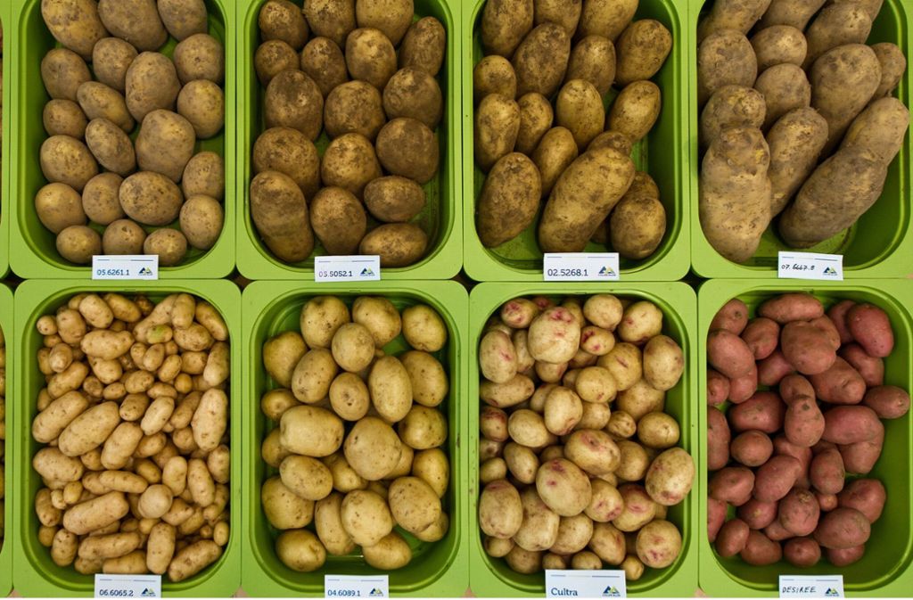 Nach Durre Sommer In Deutschland Kartoffeln Werden Knapp Und