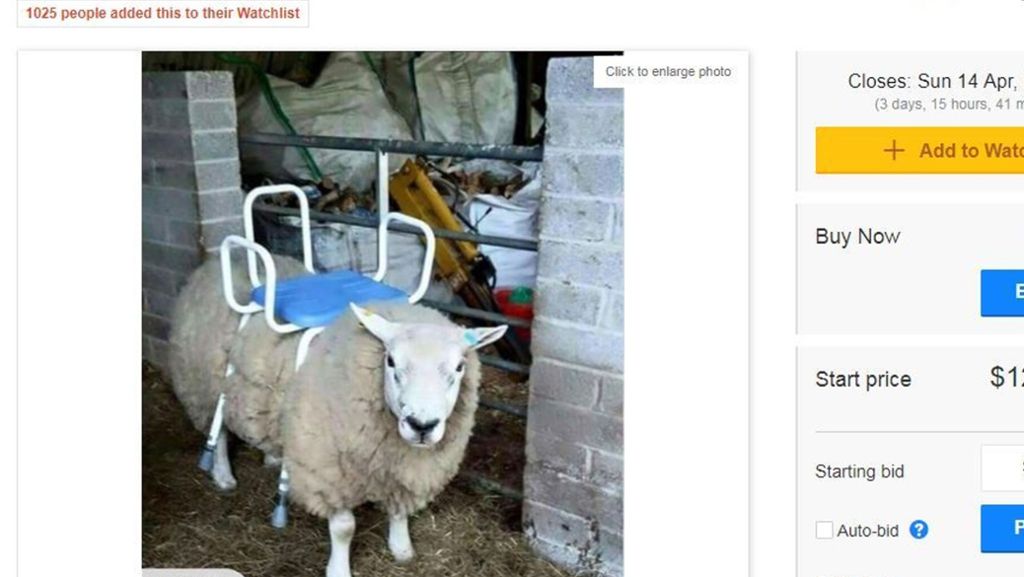  Es gibt Verkaufsangebote, die sind an Kuriosität und Erfindungsreichtum kaum zu übertreffen. In Neuseeland wird derzeit ein Schaf mit Stuhl als Sitzrasenmäher zum Verkauf angeboten – mit überzeugenden Argumenten. 