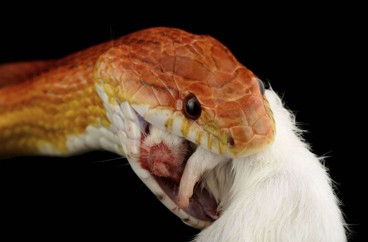 Wer sich eine Schlange anschfft, muss sie auch füttern können. Mit Mäusen. Kornnattern fressen Frostfutter meist problemlos.