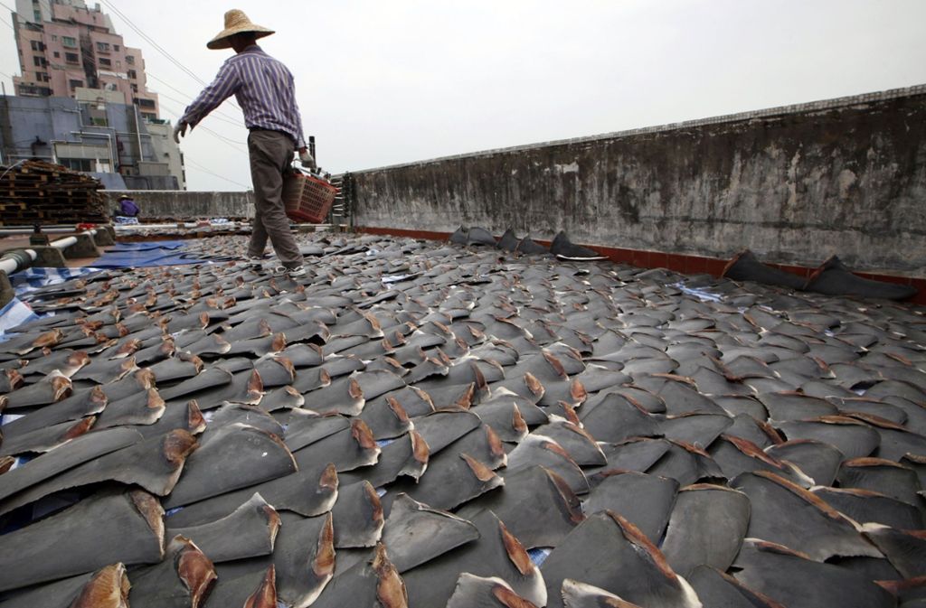 Ein Arbeiter sammelt im chinesischen Hongkong Haifischflossen, die auf dem Dach einer Fabrikhalle getrocknet wurden.