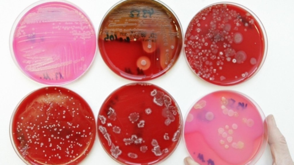 Bakterien: Wie Bakterien miteinander kommunizieren