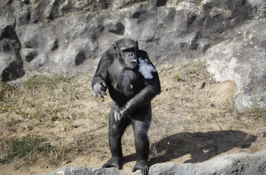 Der rauchende Schimpanse ist die neue attraktion im Zoo von Pjöngjang.