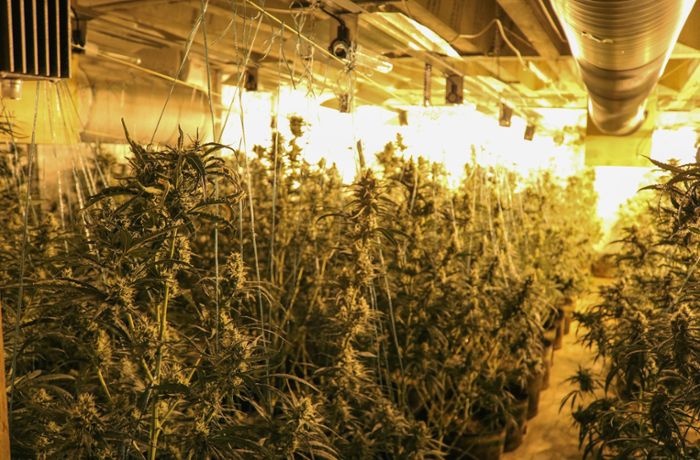 Geislingen an der Steige: Riesige Cannabis-Plantage in Halle – zwei Männer festgenommen
