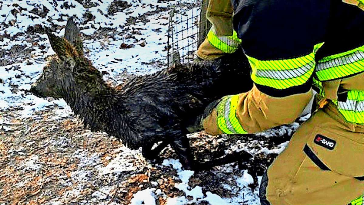 Tierischer Einsatz in Stuttgart: Feuerwehrmänner retten Reh aus der Grube