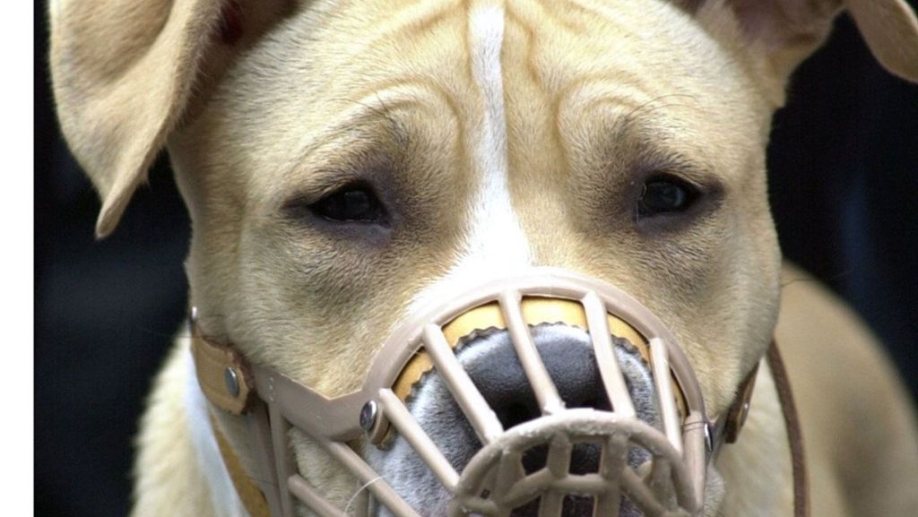 Nach Attacke in Leimen: Tiere sind laut Gentest     Kampfhunde