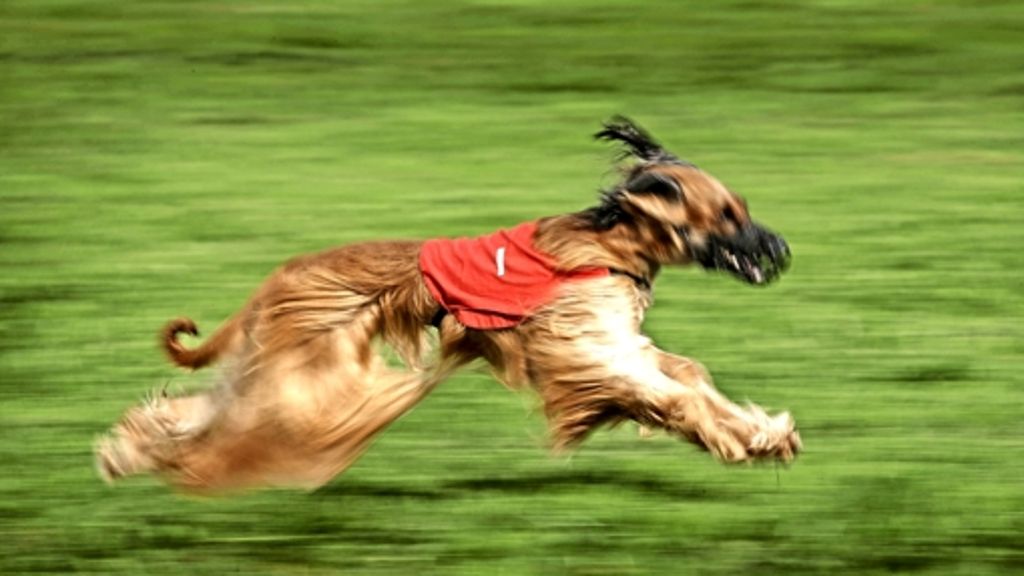 Windhund-Rennen in Großerlach-Grab: Hunden ist egal  wer gewinnt