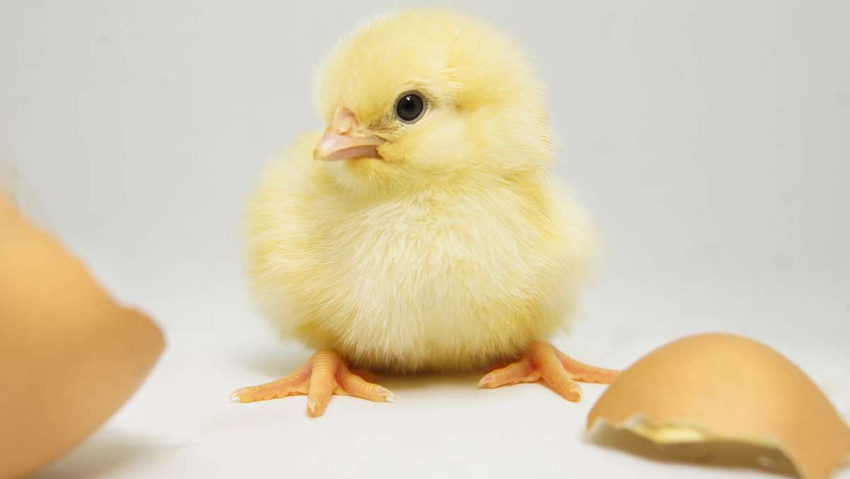  Der Lebensmitteleinzelhandel räumt immer mehr tierfreundliche Eier in die Regale. Denn erstens fragen die Verbraucher danach, und zweitens soll das Kükentöten in Deutschland verboten werden. Doch wie kükenfreundlich die Eier sind, ist sehr unterschiedlich. 