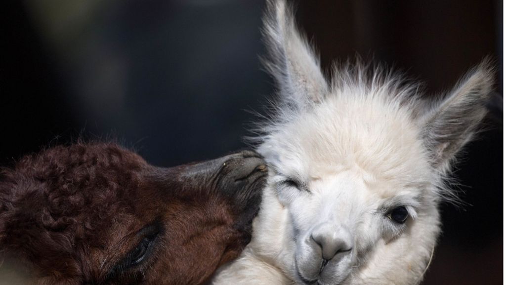 Von Alpaka bis Waschbär: Das sind die süßesten Tiere mit eigener Instagram-Seite