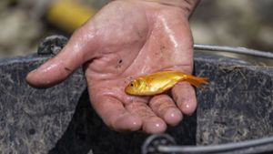 Mann rettet Goldfisch nach fast 40 Minuten auf dem Trockenen