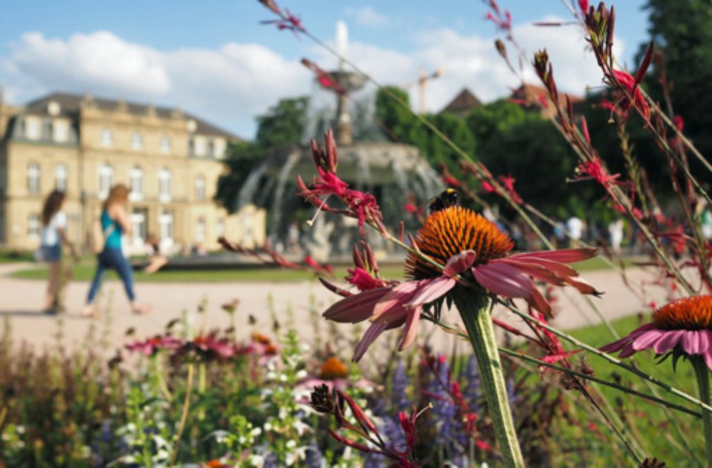 Wenn Hummeln und Bienen brummen und summen, ein Brunnen plätschert: Hochsommer auf dem Stuttgarter Schlossplatz.