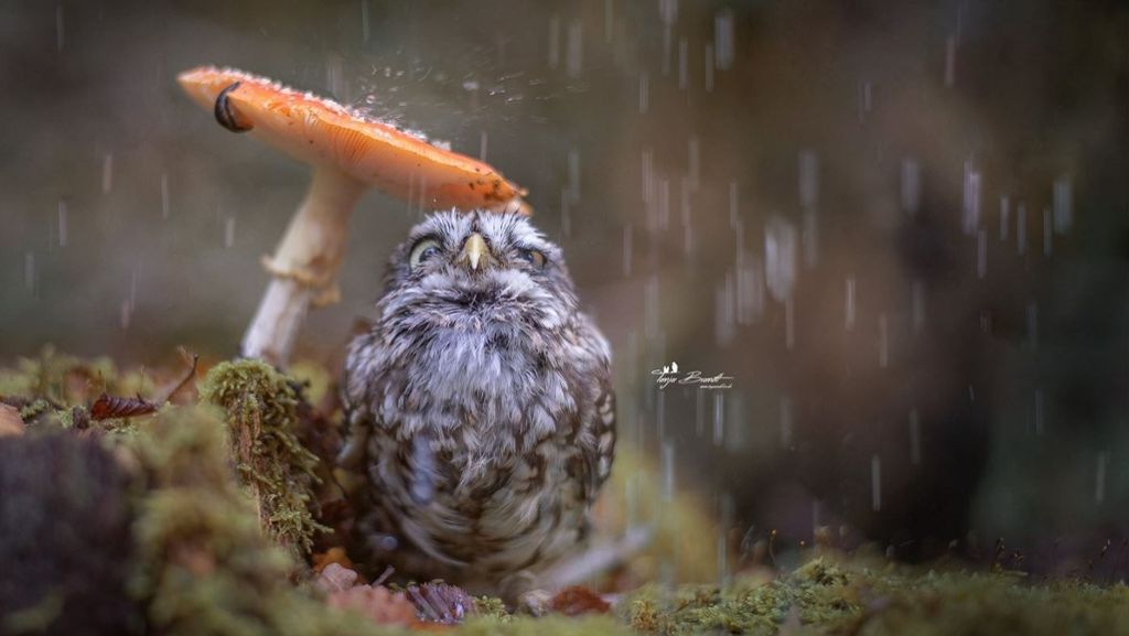 Virales Foto von Mini-Eule: Wie sich Kauz Poldi vor Regen schützt