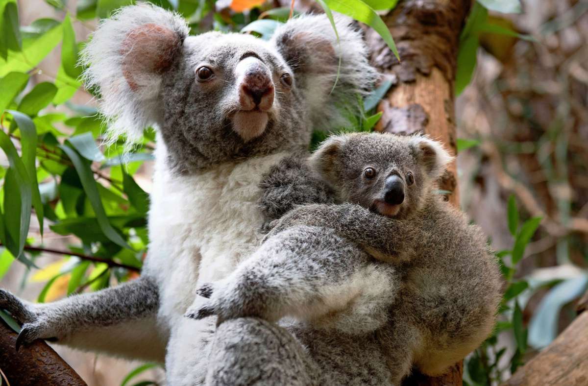 Ein Queensland-Koala aus der Zuchtgruppe in Dreamworld (Australien). Aus dieser Gruppe wird die Wilhelma in Stuttgart diesen Sommer vier Tiere erhalten.