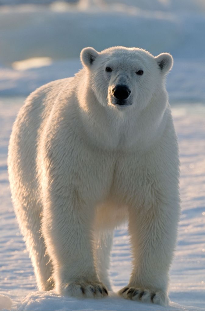 Eisbär: In den 1960er Jahren war die Zahl der Eisbären auf 5000 bis 10 000 Tiere geschrumpft. Heute sollen es aufgrund von Schutzmaßnahmen wieder 20 000 bis 25 000 sein. Bestand: stark gefährdet.