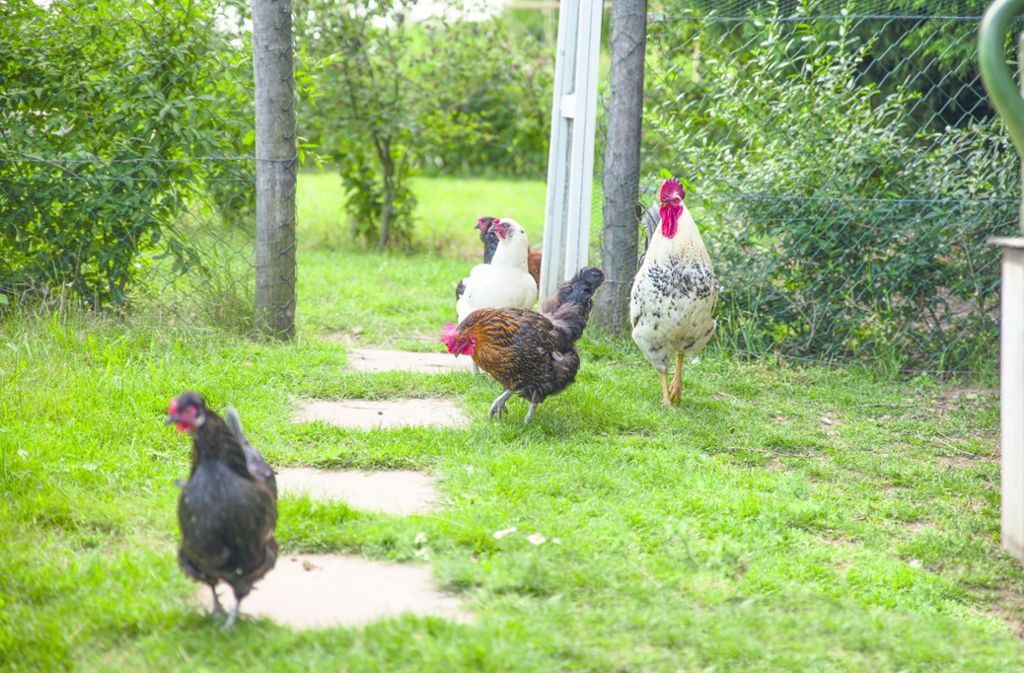 Hühner sind für Nutztiere verhältnismäßig einfach zu halten, auch in normalen Gartenanlagen, sagt Expertin Sabine Bauer. Sie brauchen jedoch Auslauf zum Scharren und Picken. Die Größe hängt von der Rasse und der Art der Tiere ab.