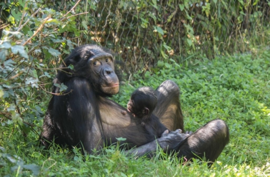 Stillleben im Grünen: Bonobo-Dame Nayembi mit ihrem Baby im Außengehege der Menschenaffen in der Stuttgarter Wilhelma.