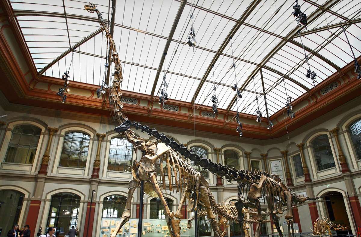 Im Berliner Museum für Naturkunde steht das größte montierte Dinosaurierskelett der Welt. Es herrscht geteilte Meinungen, ob Giraffatitan brancai nicht eigentlich Tansania gehört, wo die Knochen gefunden wurden.