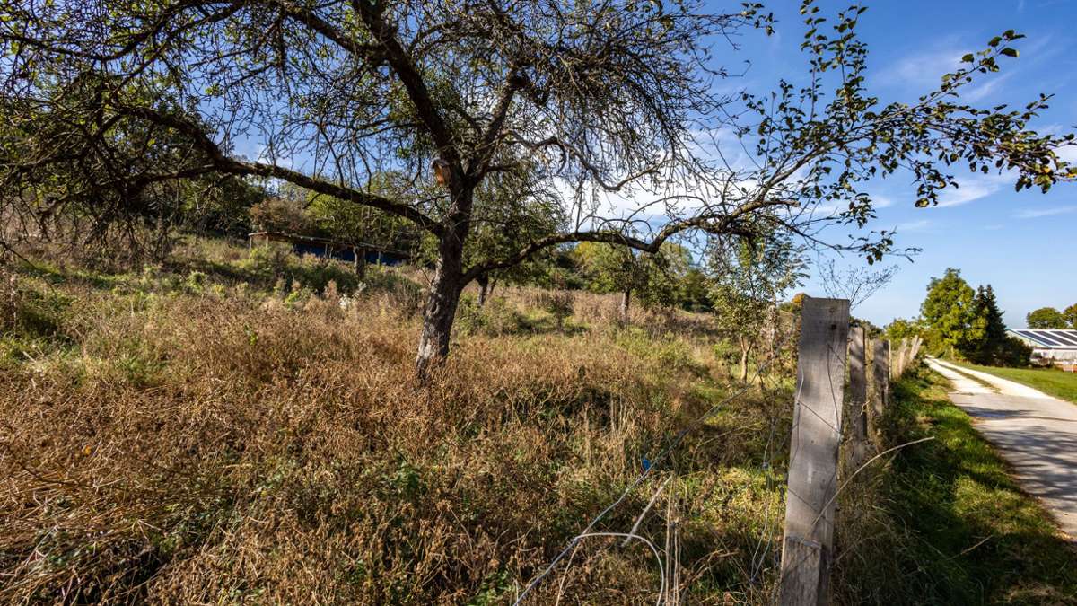 110 Bäume in Eislingen gefällt: Baumfrevel ist nach drei Jahren noch nicht geheilt