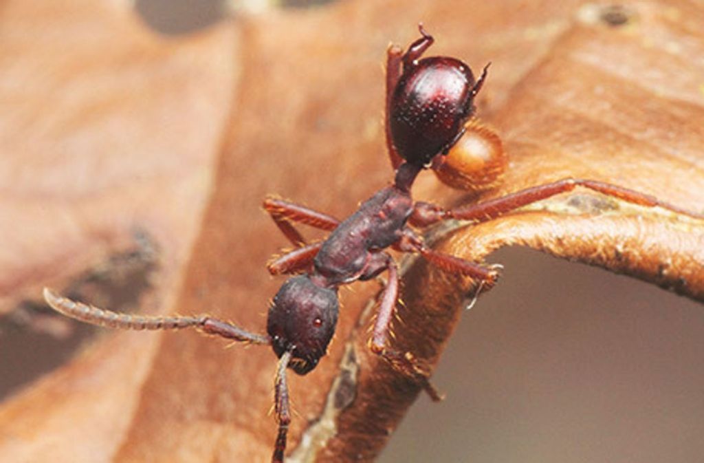 2014 – „Nymphister kronaueri“: Die 2014 in Costa Rica entdeckte 1,5 Millimeter lange Käferart lässt sich auf dem Rücken von Treiberameisen transportieren und sieht dabei deren Hinterteil täuschend ähnlich. Die Art lebt ausschließlich bei den nomadischen Wanderameisen. Der so vor Feinden bestens geschützte Käfer ist ein Kleptoparasit: Er lebt von dem, was die räuberischen Ameisen an Futter heranschleppen.