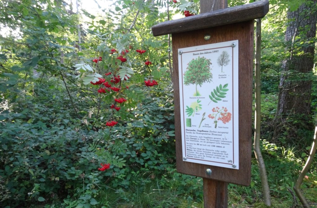 Vorsicht, giftig! Im Rutesheimer Wald werden die Bäume wie diese Eberesche erklärt.