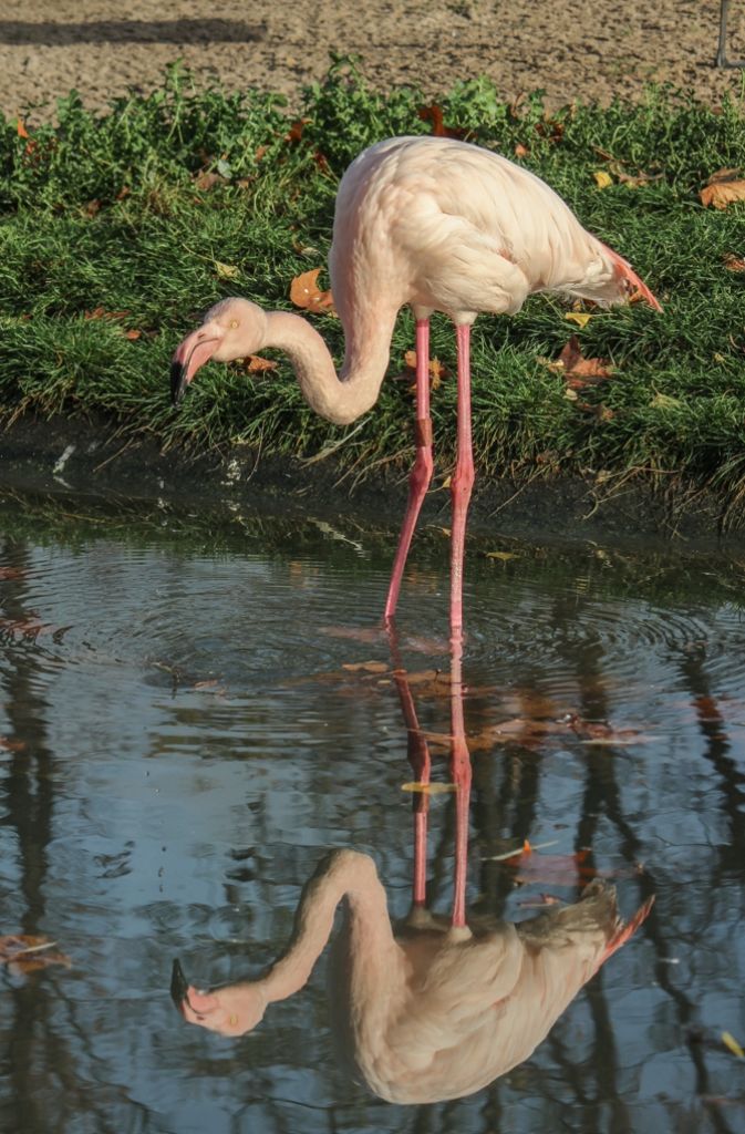 Namenlos, aber wunderschön: Die ältesten Flamingos dürften 40 Jahre alt sein.