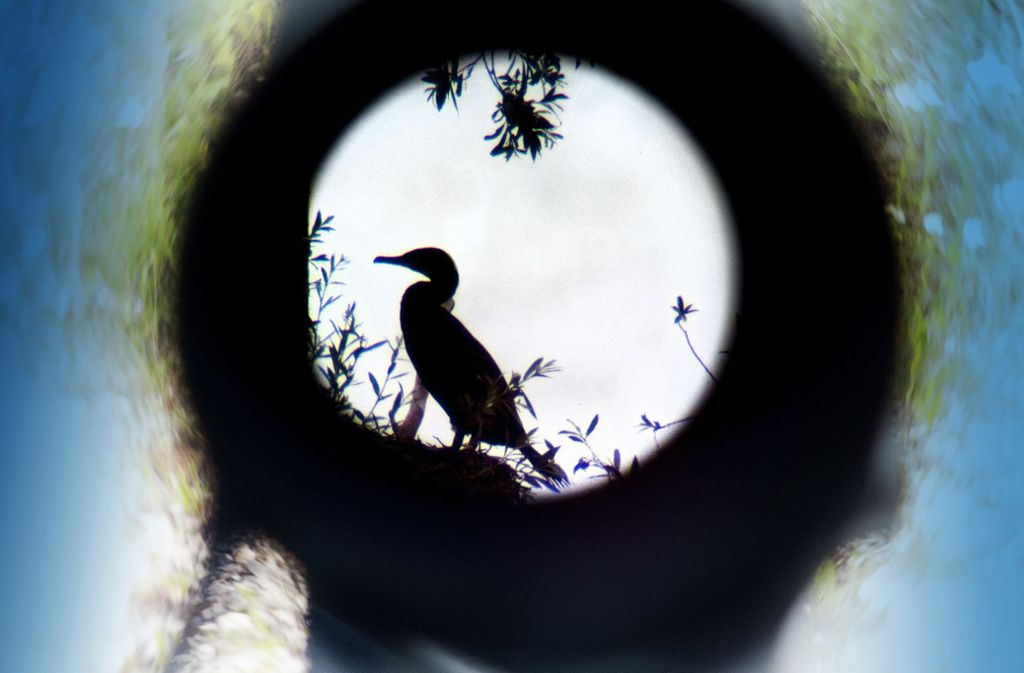 Etwa 40 Kormorane brüten an den Wernauer Baggerseen. Der fotografische Blick durch das Fernrohr zeigt einen Vogel, der sein Nest bewacht.