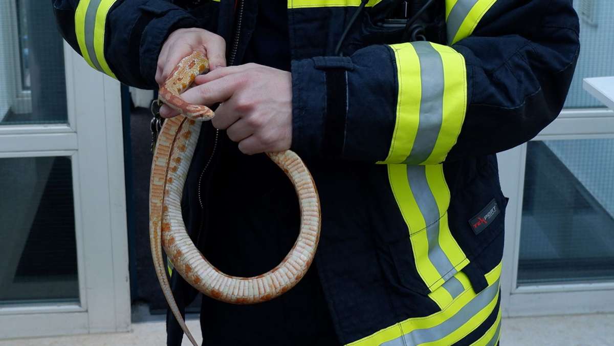 Schlangenalarm in Stuttgart-Ost: Anwohner entdeckt Schlange – Feuerwehr rückt an