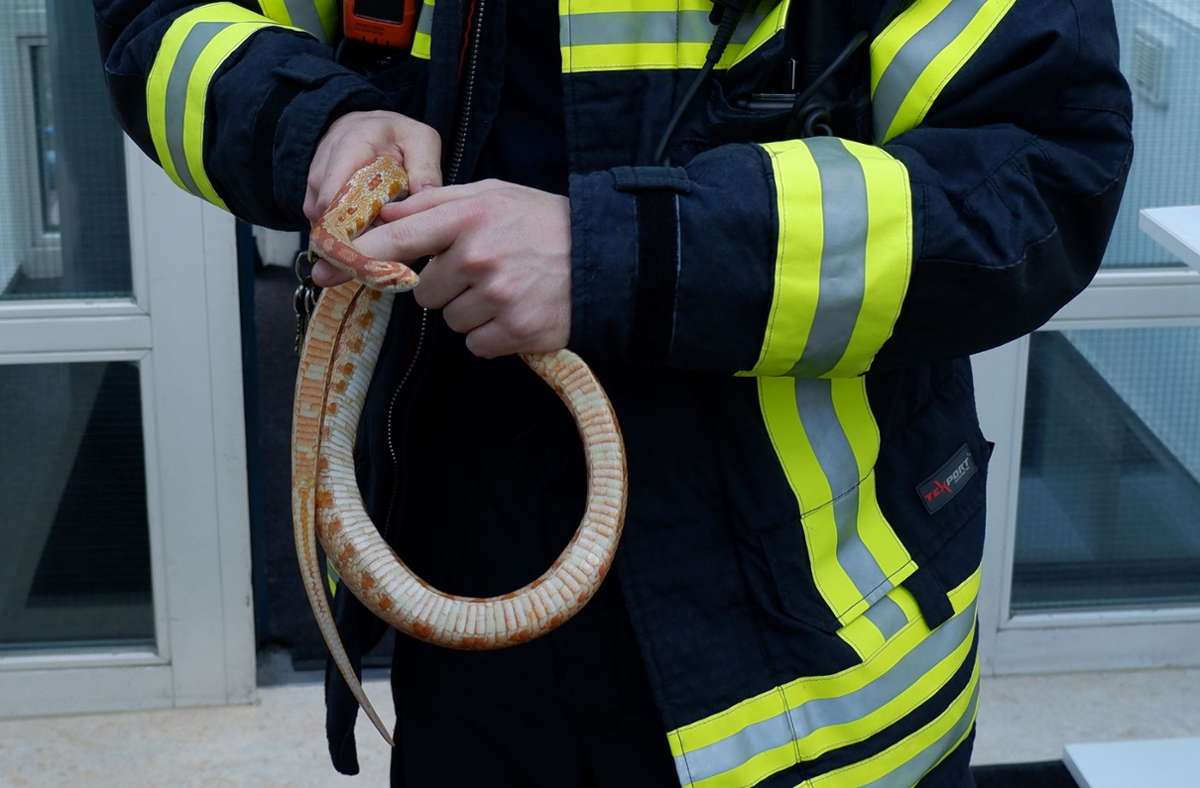 Erfolgreiche Tierrettung in Stuttgart-Ost. Foto: Feuerwehr Stuttgart