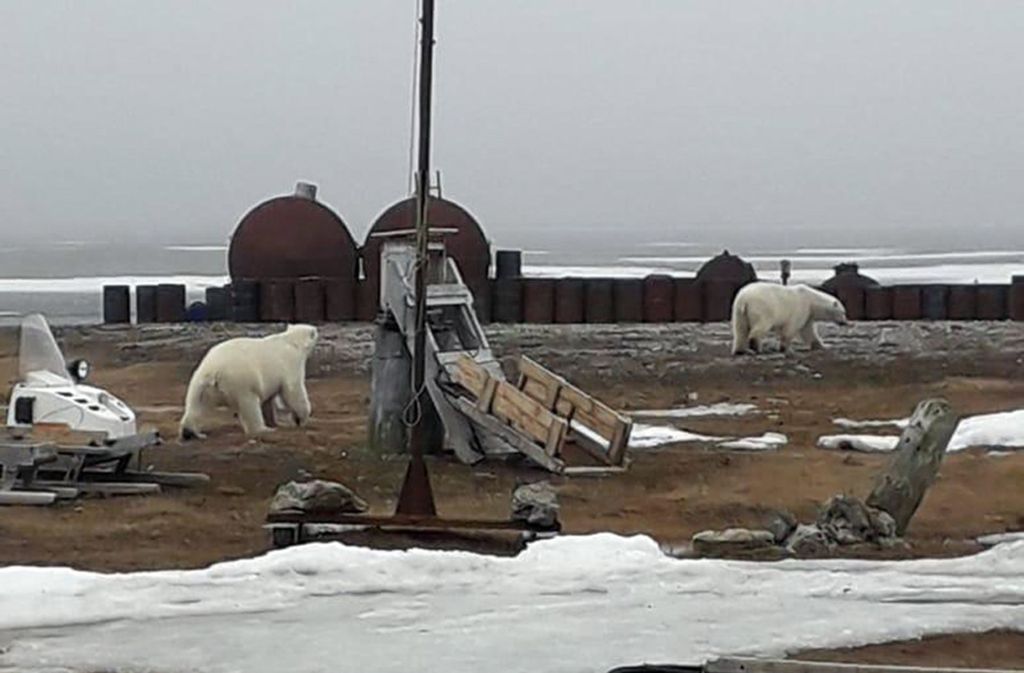 Das vom WWF zur Verfügung gestellte Bild zeigt zwei umherstreunende Eisbären in der Nähe des russischen Dorfes Ryrkaipij am Ufer der arktischen Tschuktschensee. Am Nordpolarmeer kommen erneut Eisbären Siedlungen gefährlich nahe. Die Bewohner schlagen inzwischen mehrmals täglich Alarm.